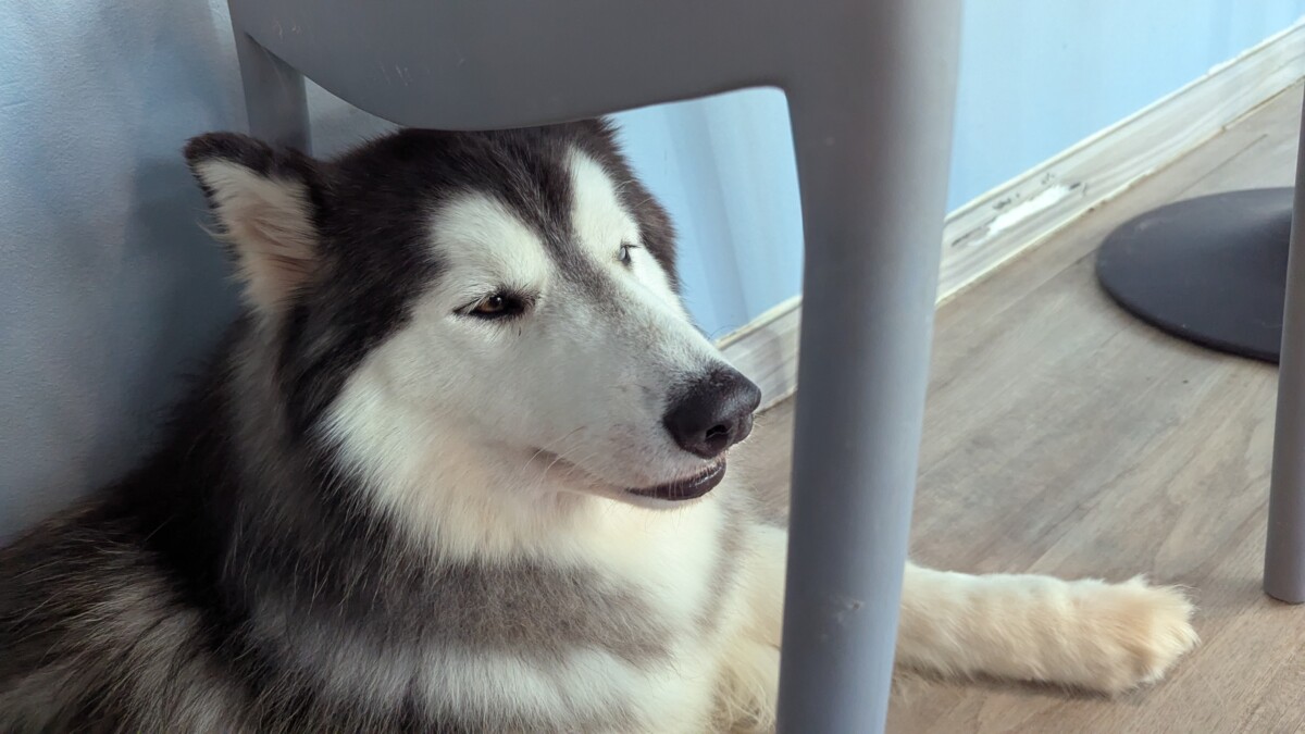 近所でドッグカフェ見つけた。